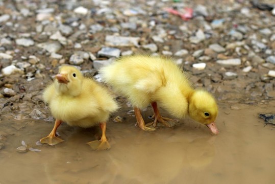 玩水小黄鸭