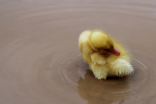 玩水的小黄鸭