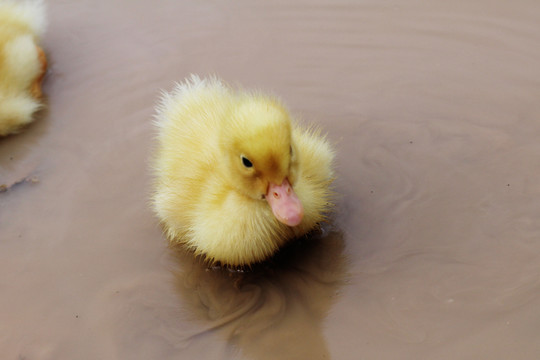 玩水的小黄鸭