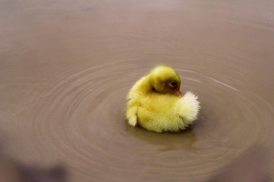 水塘里玩水的小黄鸭