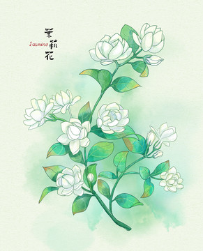 手绘茉莉花