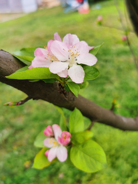 桃花