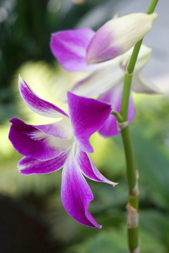 石斛紫色花朵特写