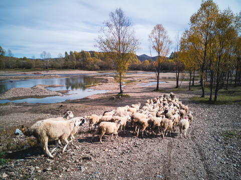 羊群河流树林