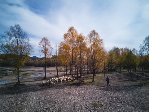 秋季河滩羊群