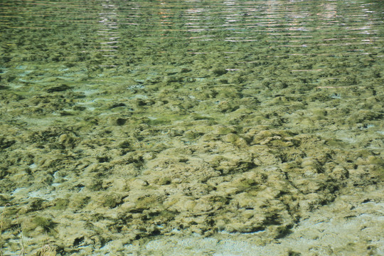 九寨沟水生物水面