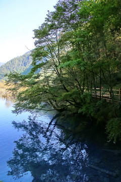 九寨沟丛林栈道