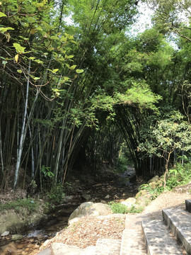 竹林