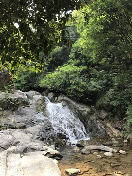 森林