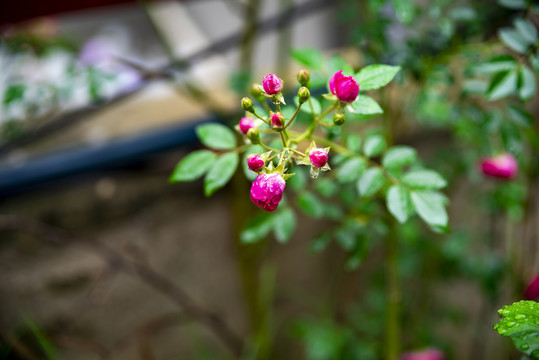 春天花朵蔷薇开花唯美植物背影