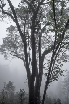 大雾朦胧树木水墨写意树影