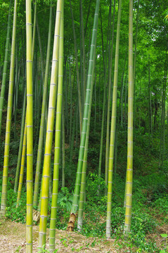 竹子竹林绿竹楠竹植物