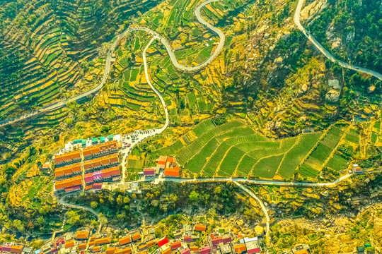 崂山青山村茶园