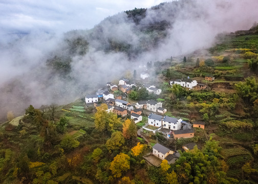 高山茶园