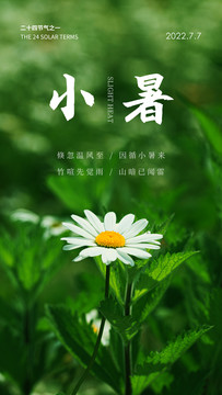 小暑雏菊海报