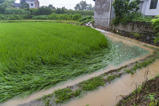 暴雨洪水水灾