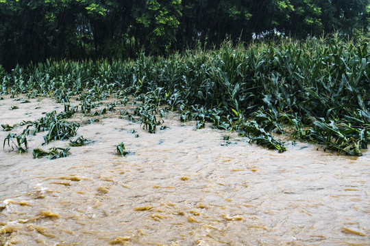 暴雨洪水水灾