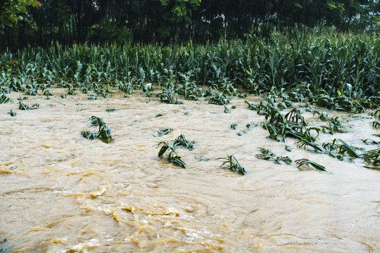 暴雨洪水水灾