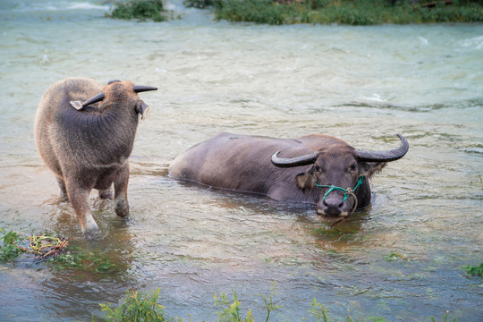 溪水里的水牛