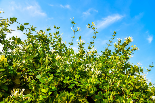 金银花种植基地