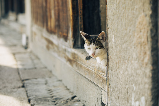 门口中的老猫