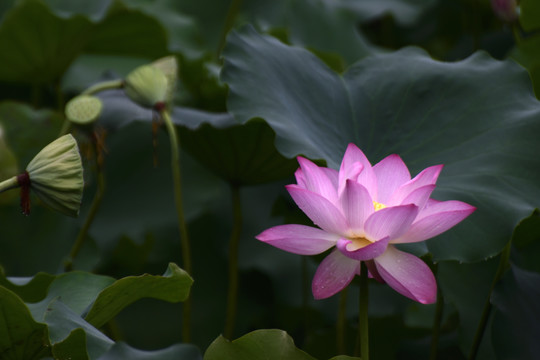 荷花