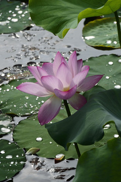 荷花