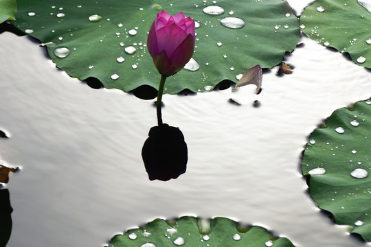 荷花