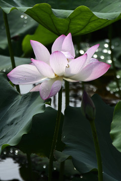 荷花
