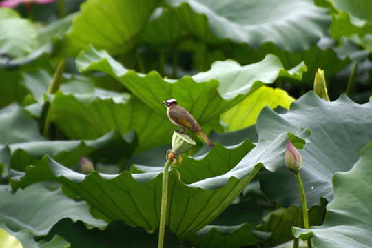 荷花和小鸟