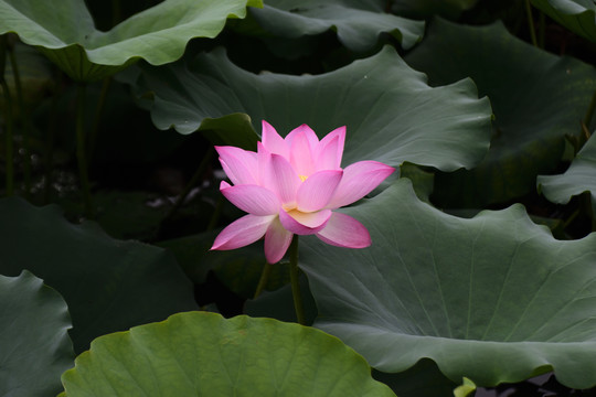 荷花