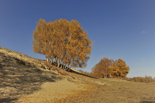秋色中的白桦树