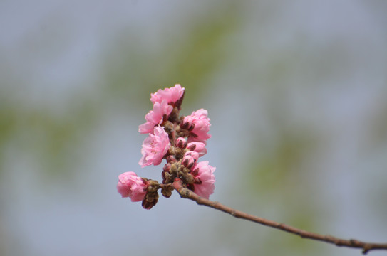 碧桃花