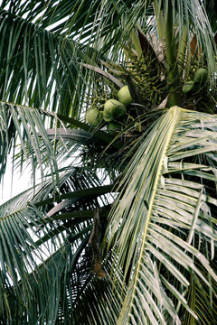 椰树和椰子