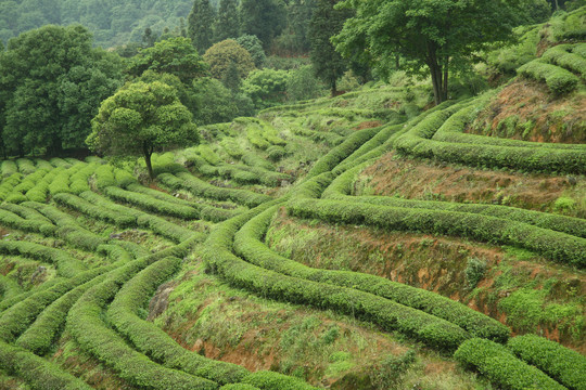 武夷岩茶大红袍茶叶摄影