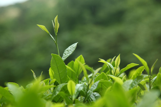 武夷岩茶大红袍茶叶摄影