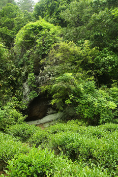 武夷山岩茶摄影茶叶