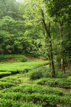 武夷山岩茶摄影茶叶