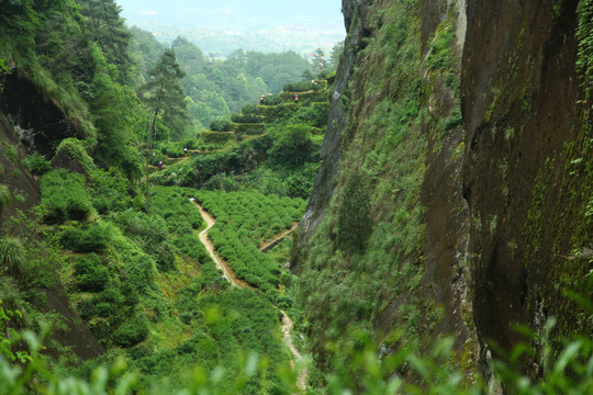 武夷山岩茶牛栏坑摄影茶叶