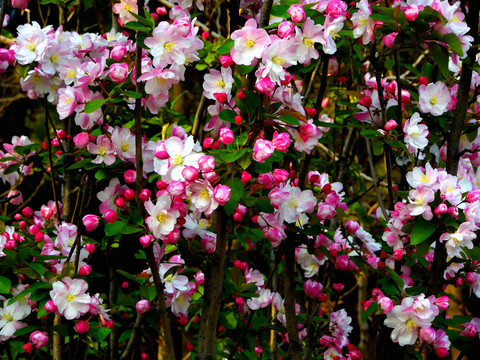 海棠花开在春天里