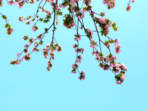 海棠花开
