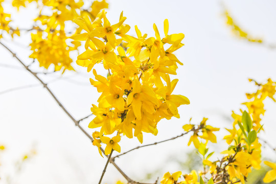 迎春花开