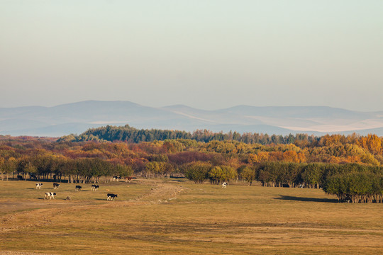 秋季草原牧场牛群树林