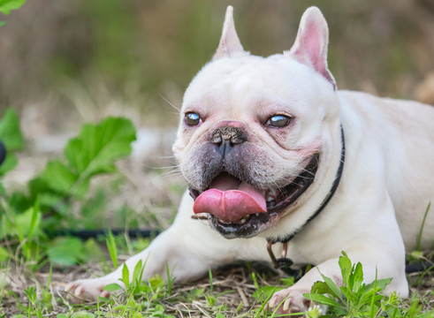 法兰西斗牛犬