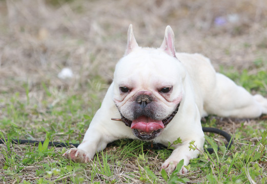 法兰西斗牛犬