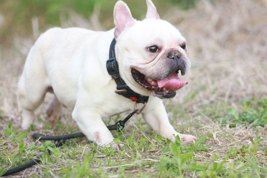 法兰西斗牛犬