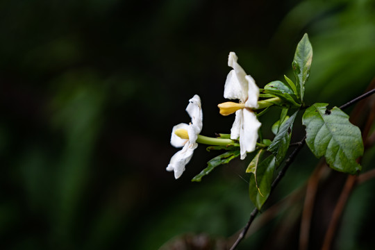 栀子花