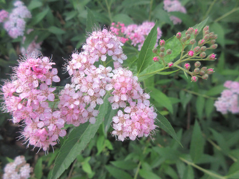 粉花绣线菊