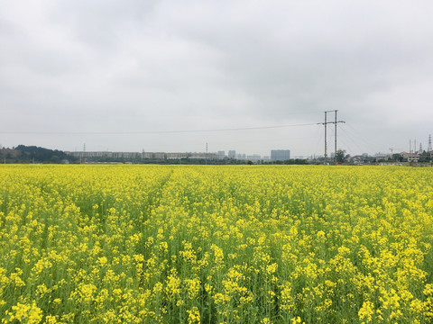 油菜花海