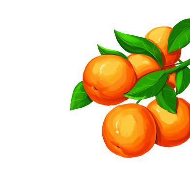 手绘柑橘